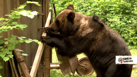 Brown Bear Let Me In Meme GIF