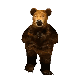 Brown Bear Looking Back