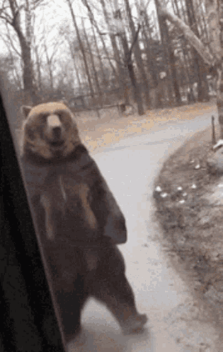 Brown Bear Standing In Front Of Window GIF