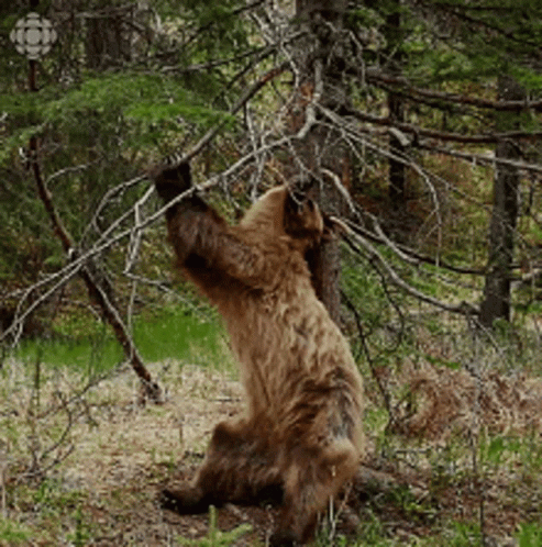 Brown Bear Standing in Woods
