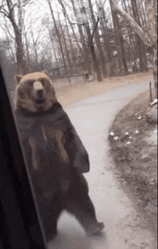 Brown Bear Standing On Road GIF