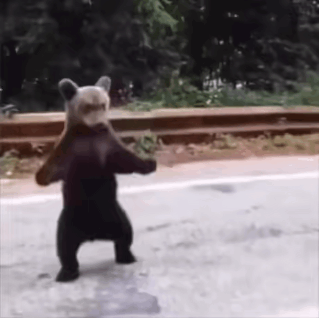 Brown Bear Standing On Sidewalk GIF