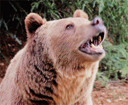 Brown Bear With Mouth Open GIF