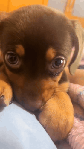 Brown Black Puppy Lying on Lap Looking Camera