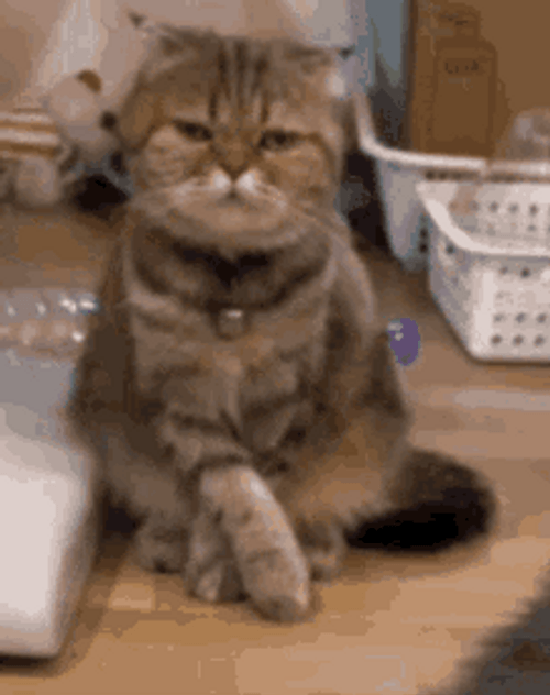 Brown Cat Looking Around Nothing To See Here GIF