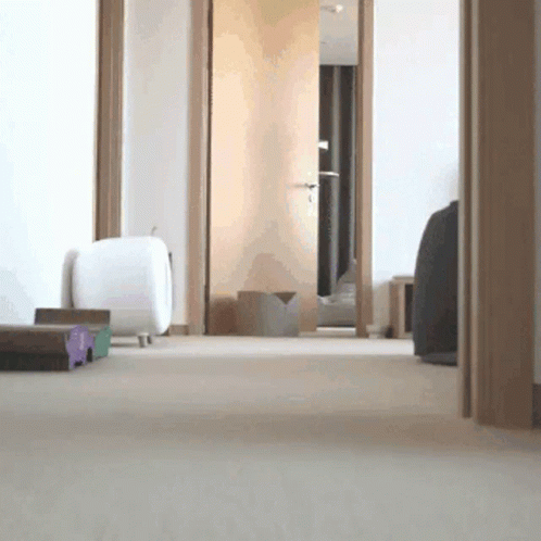 Brown Cat Running GIF