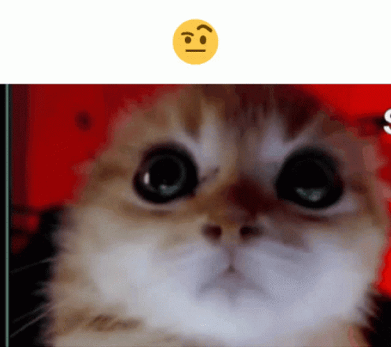 Brown Cat Squint Look GIF