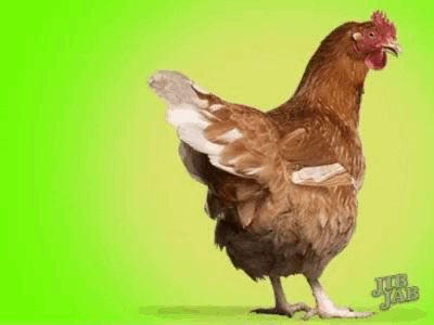 Brown Chicken Spreading Wings