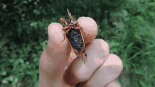 Brown Cicada Insect GIF