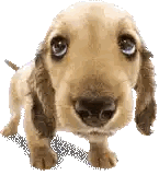 Brown Cocker Spaniel Puppy Looking