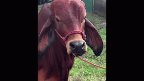 Brown Cow with Red Rope in Grass