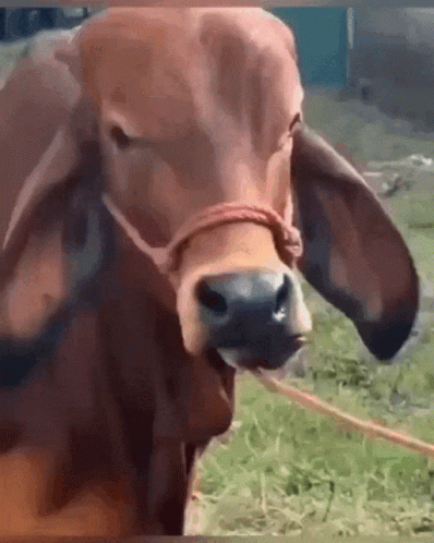 Brown Cow With Rope In Grass GIF