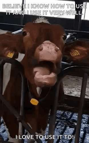 Brown Cow With Yellow Tag Behind Bars