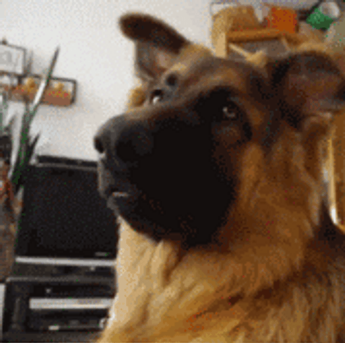Brown Cute Dog Confused Face GIF