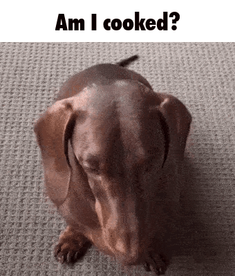 Brown Dachshund Eyes Closed Am I Cooked GIF