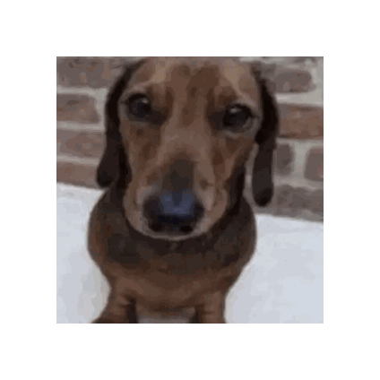 Brown Dachshund Looking at Camera