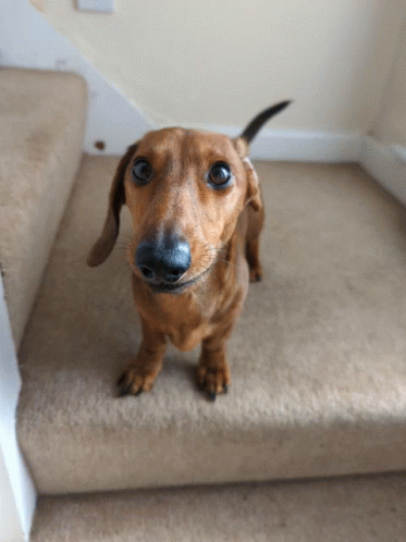 Brown Dachshund Looking Up on Stairs