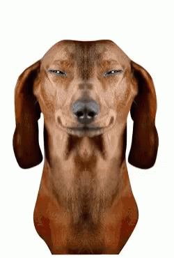 Brown Dachshund Making Funny Face Eyes Closed