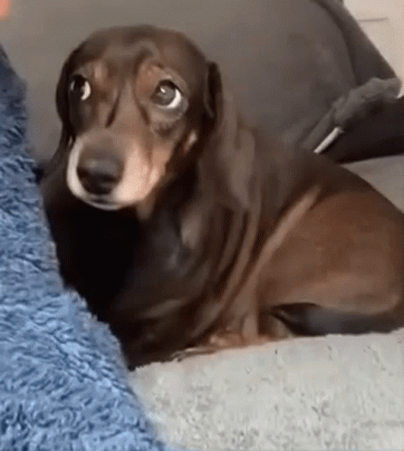 Brown Dachshund Sleeping on Couch