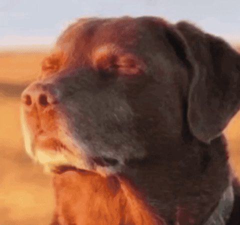 Brown Dog Close-Up