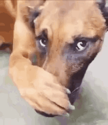 Brown Dog Covering Mouth With Paw GIF