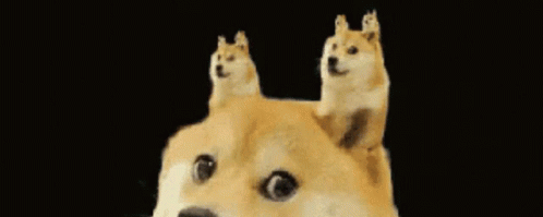 Brown Dog Discord Profile Banner GIF