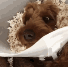 Brown Dog Eating Popcorn GIF