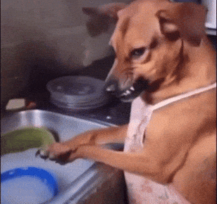 Brown Dog In Apron Washing Dishes GIF