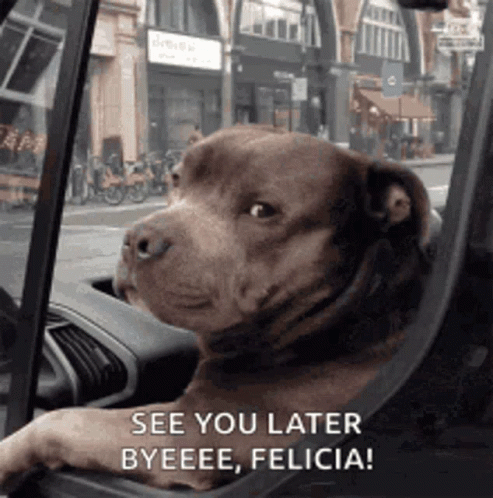 Brown Dog in Driver's Seat Looking Out Window
