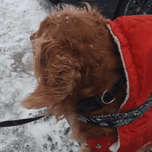 Brown Dog in Red Jacket and Black Collar