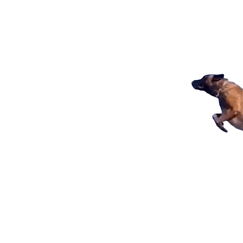 Brown Dog Jumping in Air