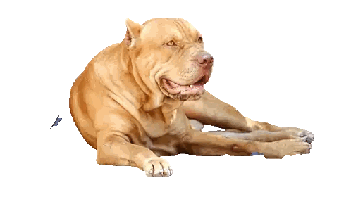 Brown Dog Laying Down