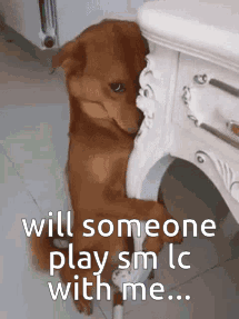Brown Dog Leaning Against Table Saying Will Someone Play SM LC With Me