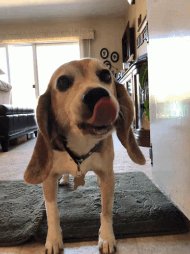 Brown Dog Licking No Butter GIF