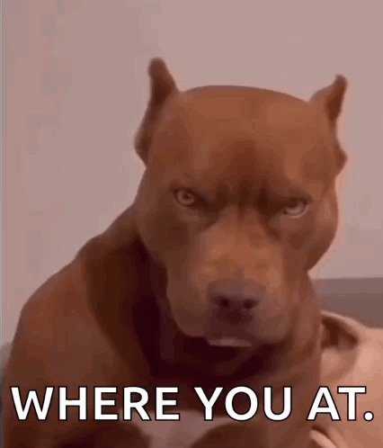 Brown Dog Looking at Camera Saying Where You At