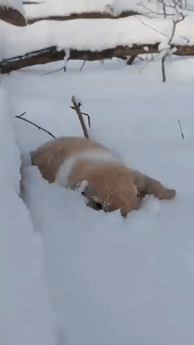 Brown Dog Lying in Snow Near Tree
