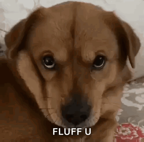 Brown Dog Lying On Bed Looking Fluff U GIF