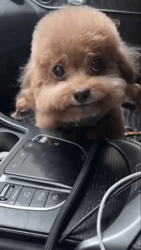 Brown Dog on Dashboard Looking at Camera