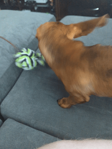 Brown Dog Playing with Green and White Ball