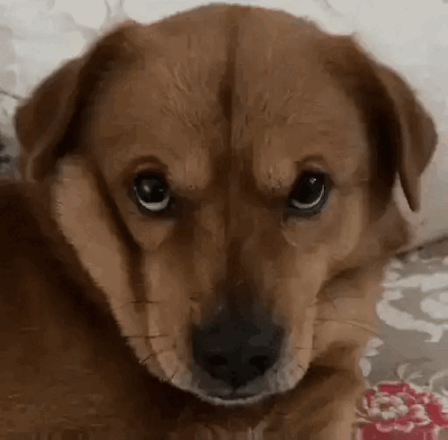 Brown Dog Serious Look GIF