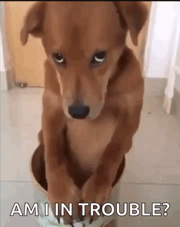 Brown Dog Sitting in Bowl Ami in Trouble