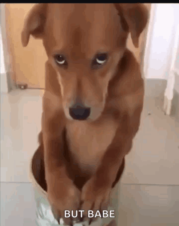 Brown Dog Sitting in Bucket