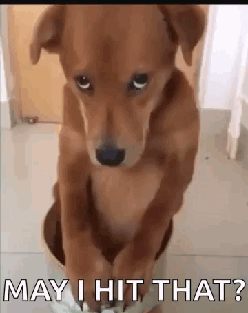 Brown Dog Sitting In Bucket Saying May I Hit That GIF