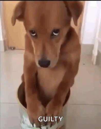 Brown Dog Sitting in Bucket with Guilty