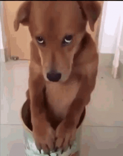 Brown Dog Sitting in Bucket