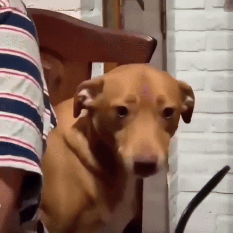Brown Dog Sitting in Chair With Person