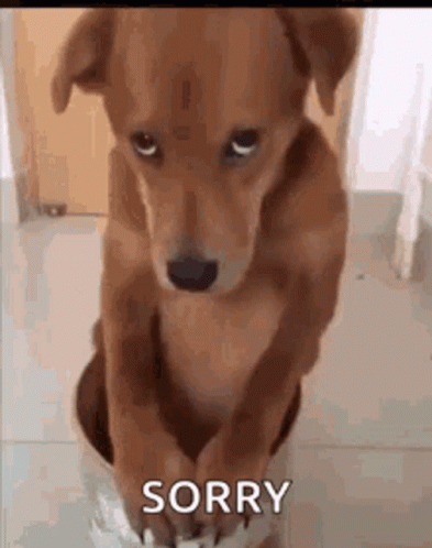 Brown Dog Sitting On Paper GIF