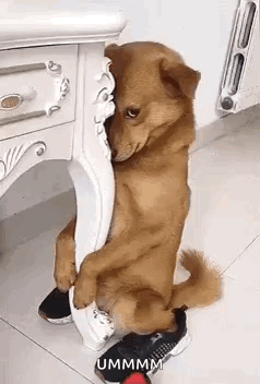 Brown Dog Sitting on Table Holding Shoe