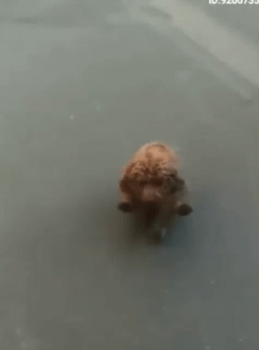 Brown Dog Standing in Water
