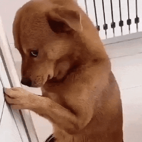 Brown Dog Standing on Hind Legs
